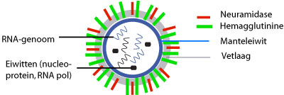 griepvirus