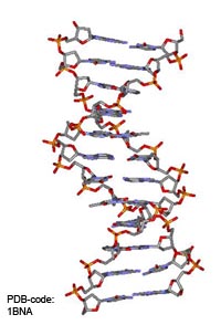 DNA