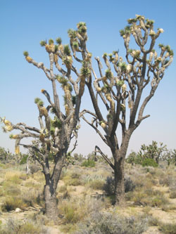 Joshua Tree