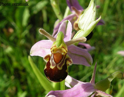 bee orchid