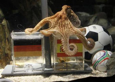 paul the octopus