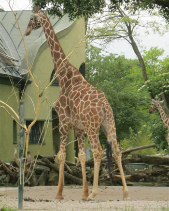 zoo munchen