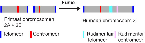 chromosome 2