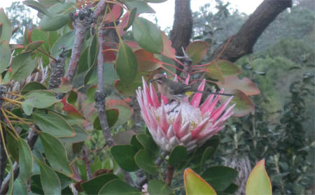 protea