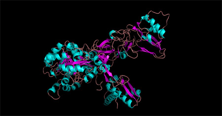 urease