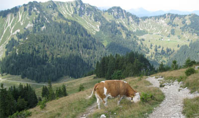 koe